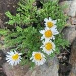 Erigeron compositus പുഷ്പം