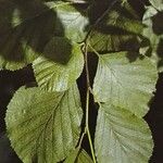 Alnus alnobetula Liść