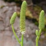 Sanguisorba canadensis Fruit