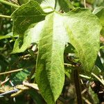 Cayaponia americana Leaf