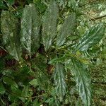 Lasianthus kilimandscharicus Leaf