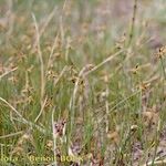 Carex microglochin Habitat