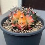 Gymnocalycium mihanovichii 叶