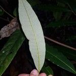 Virola allenii Leaf