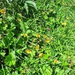 Geum × intermedium Bloem