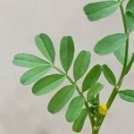 Hippocrepis biflora Leaf