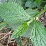 Verbena brasiliensis Leaf