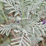 Lavandula pinnata Leaf