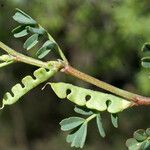 Hippocrepis unisiliquosa Ffrwyth