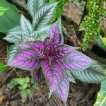 Strobilanthes auriculata Yaprak