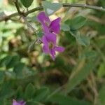 Tephrosia purpurea Çiçek
