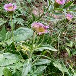 Erigeron atticus आदत