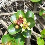 Hesperomeles obtusifoliaÕis