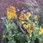 Inula spiraeifolia Flower