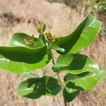 Tambourissa parvifolia Leaf