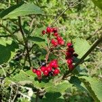 Viburnum lantana Fruit