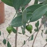 Simmondsia chinensis Φύλλο