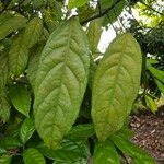 Cola acuminata Лист
