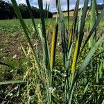 Typha latifoliaЦветок