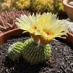 Parodia buiningii Flor