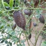 Citrus australasica Fruit