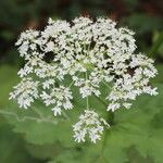 Heracleum alpinum अन्य