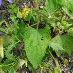 Salvia patens Leaf