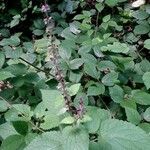 Stachys sylvatica Fruto