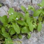 Myosotis speluncicola Other