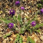 Oxytropis strobilacea Habitus