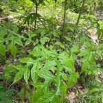 Tacca leontopetaloides Листок