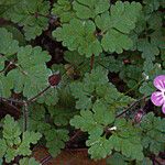 Geranium palmatum Habit