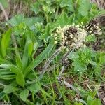 Plantago atrata Blad