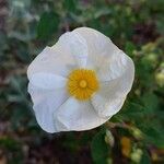 Cistus salviifolius Λουλούδι