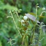 Elaeocarpus rotundifolius Ffrwyth