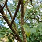 Osmanthus fragrans Lubje