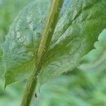 Crepis pyrenaica Costuma