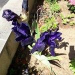 Iris barbatula Λουλούδι