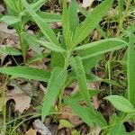 Vernonia noveboracensis Leaf