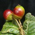 Quercus semecarpifolia Fruit