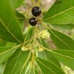 Litsea glutinosa عادت داشتن