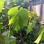 Vitis vulpina Leaf