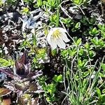 Gagea serotina Fula