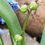 Scilla siberica Fruit