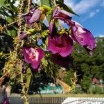 Clitoria fairchildiana Flower