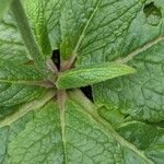 Verbascum phoeniceum Blad