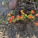 Eriogonum umbellatum Floare