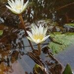 Nymphaea ampla Blomst