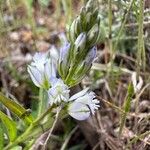 Polygala vulgarisCvet