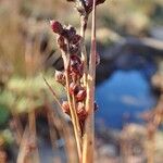 Juncus acutus Συνήθη χαρακτηριστικά